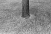 Brandenbaum