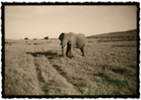 Elefant